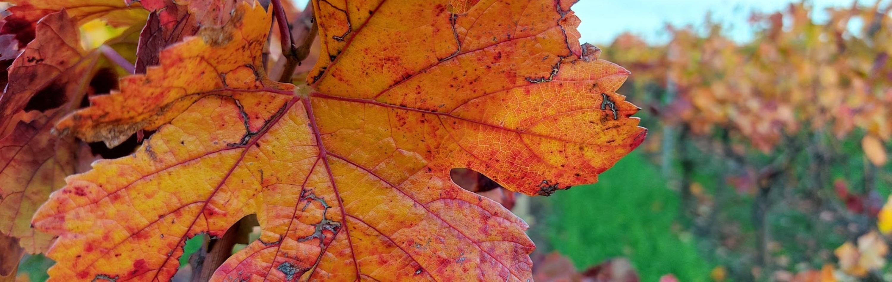 Feuille d'automne